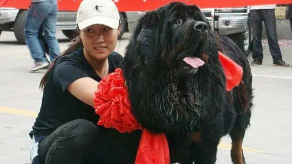 a Chinese woman spent a record-breaking $500,000 on a Tibetan Mastiff in 2009.