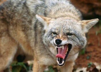 Sheepdog fights off coyote pack