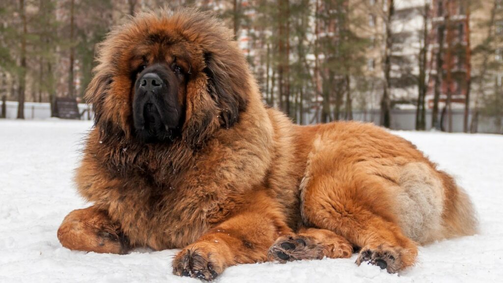 The Tibetan Mastiffs have held the title of most expensive dog for years.