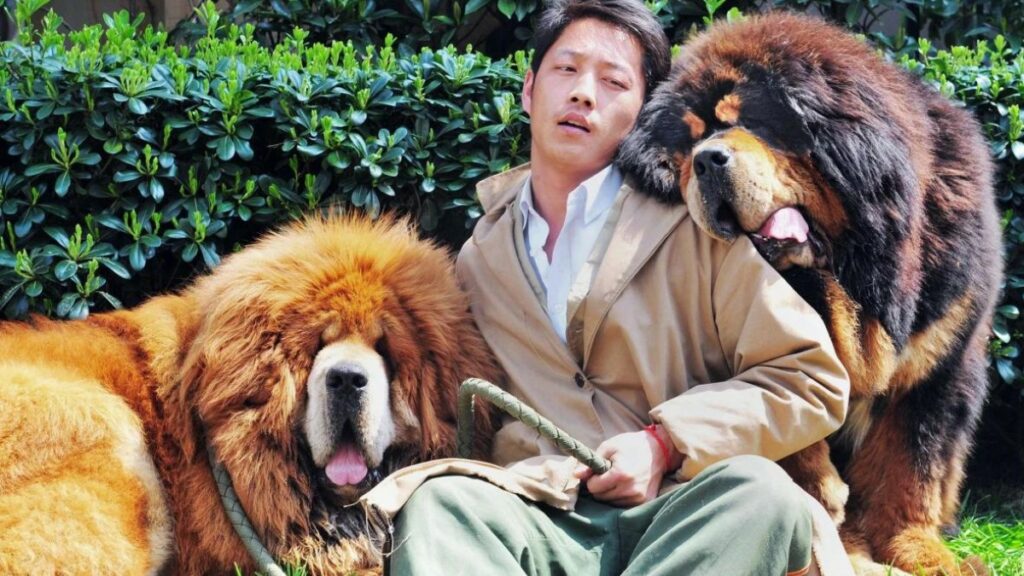 A man with a golden-haired Tibetan mastiff puppy reportedly sold for $2 million