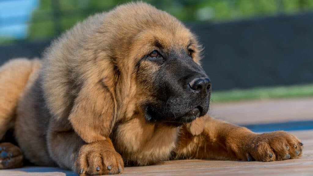 A beautiful young Tibetan Mastiff puppy.
