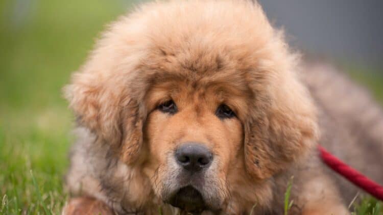 A Tibetan Mastiff puppy, the most expensive breed in the world.