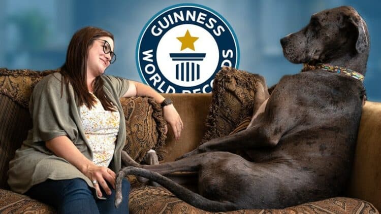 Zeus, the Great Dane, is the world's tallest dog