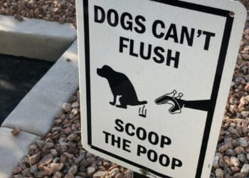 The best compostable and biodegradable do poop bags