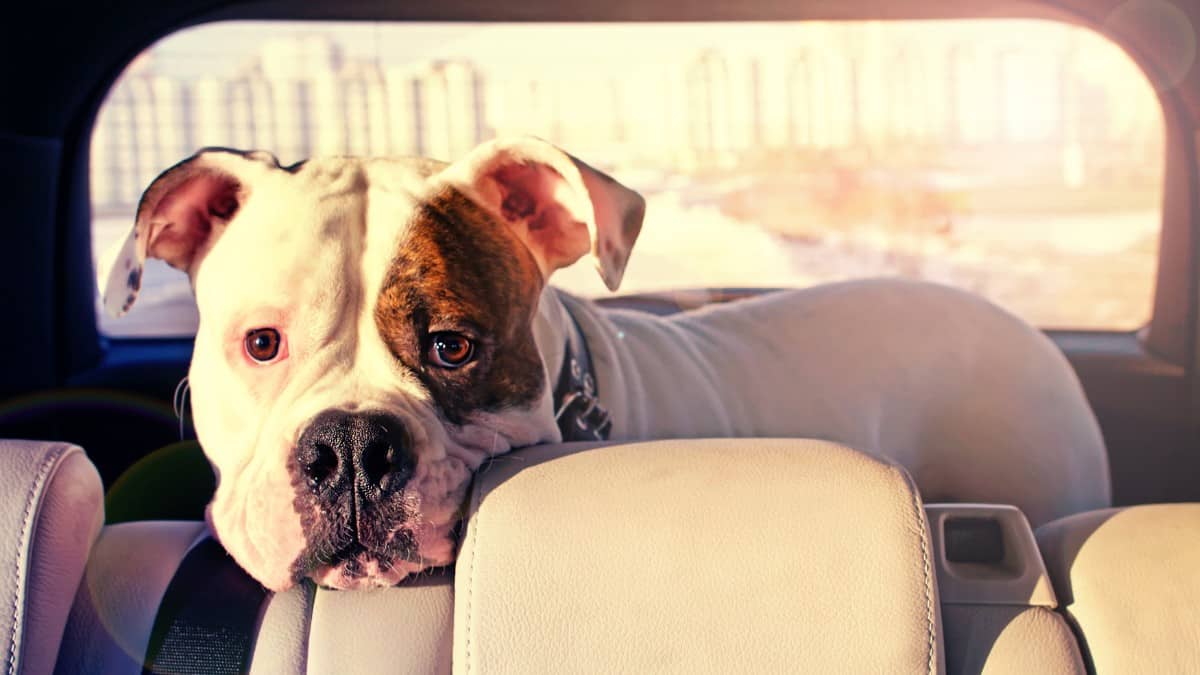 Bulldog riding in the backseat of an automobile