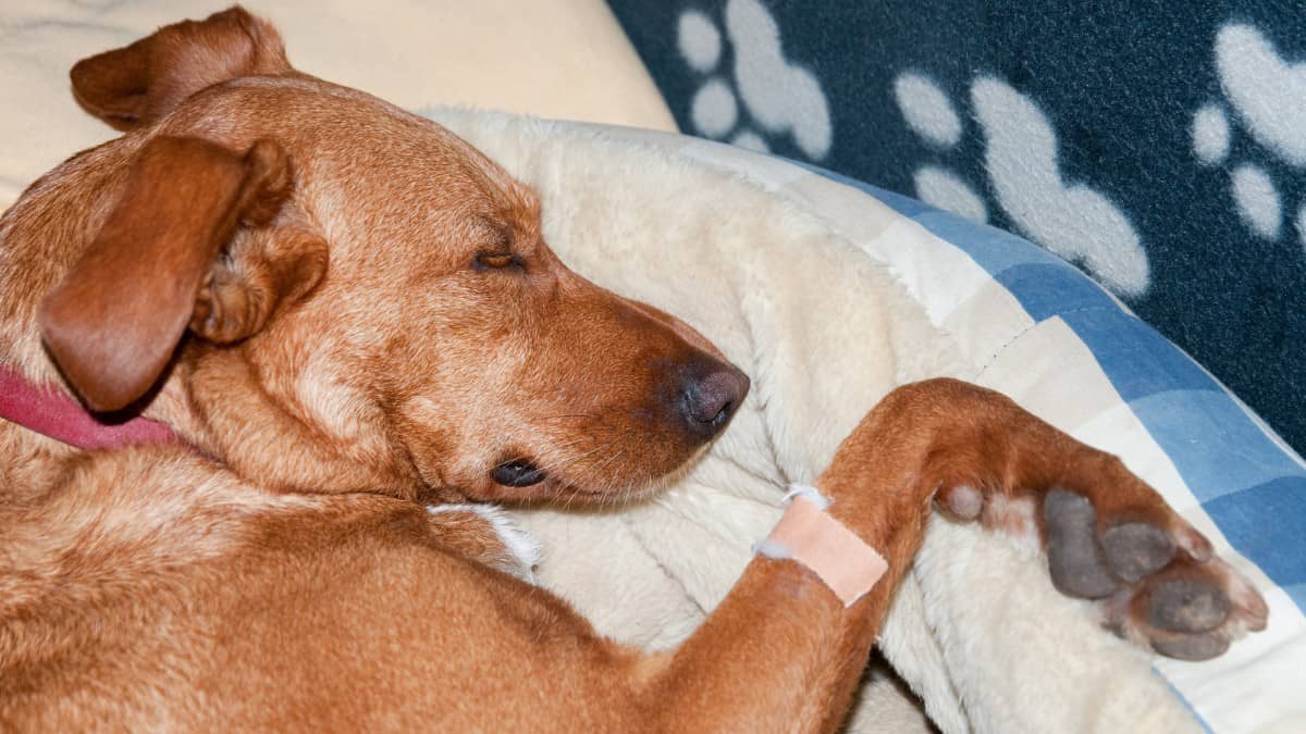 Rhodesian Ridgeback with injured paw lying in a dog bed.