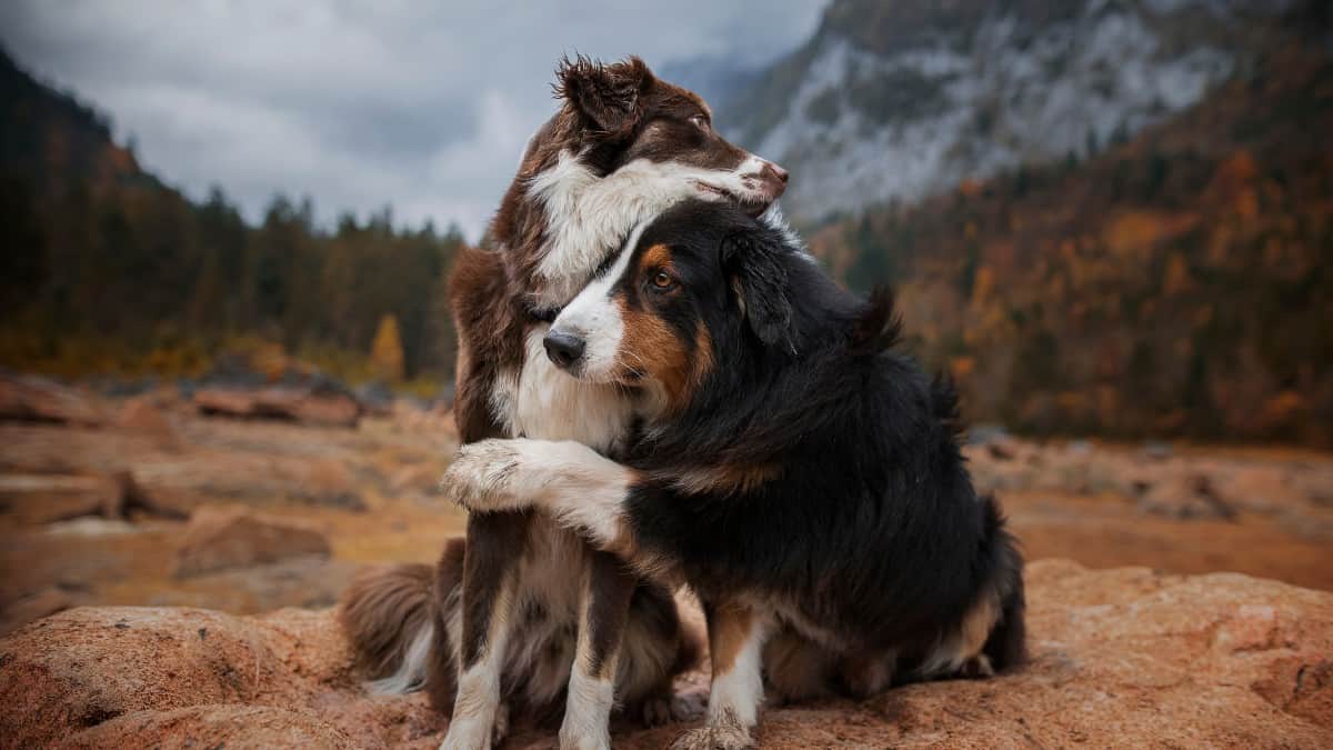 two dogs leaning into each other while sitting in an outdoor scene