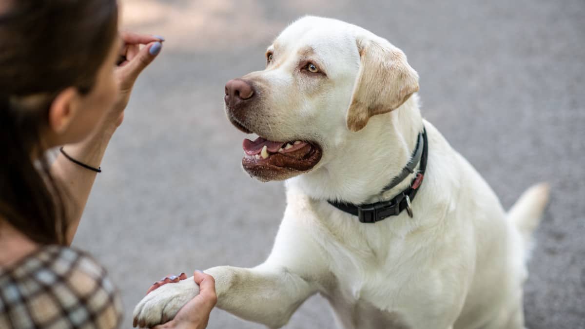 Labrador Retriever shaking paw for a treat