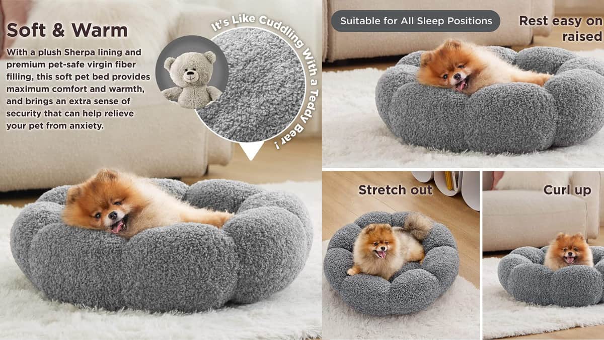 Pomeranian in round calming dog bed for small dogs.