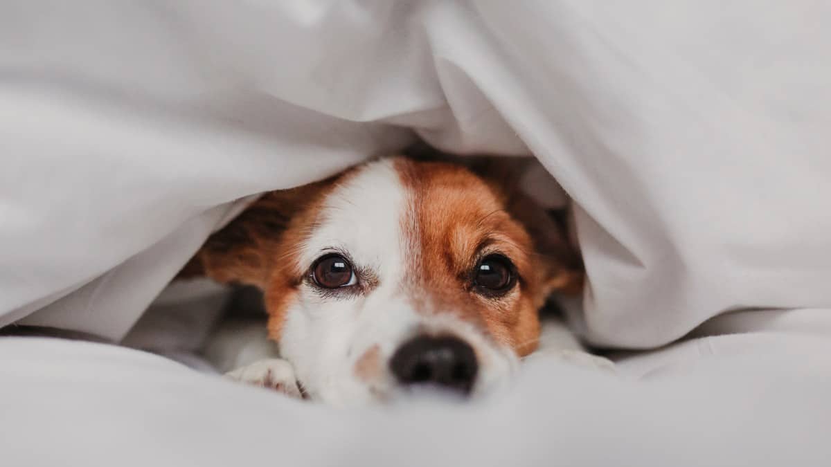 Brown and white faced small dog lying under white sheets