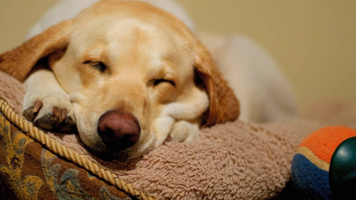 Yellow Labrador Retriever lying in a dog bed with toys nearby