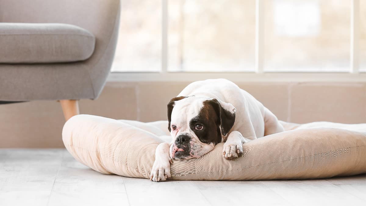 A brown and white Boxer dog lying on a tan dog bed