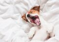 Small brown and white dog lying on his back yawning in bed