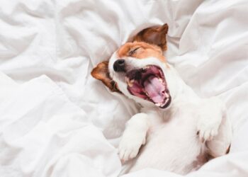 Small brown and white dog lying on his back yawning in bed