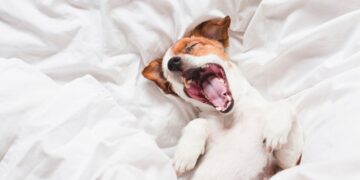 Small brown and white dog lying on his back yawning in bed