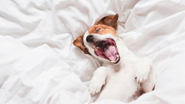 Small brown and white dog lying on his back yawning in bed