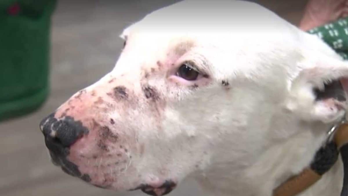 A picture of the white dog nicknamed Ghost with multiple scratches and scars on his face.