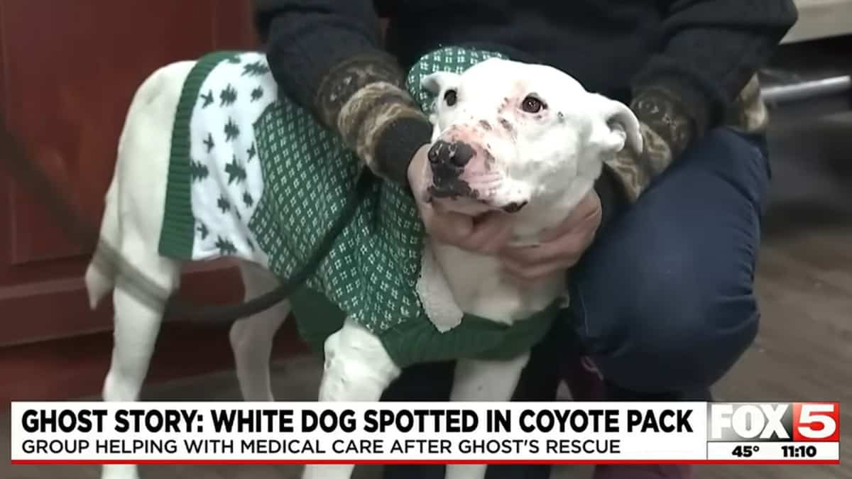 Ghost the dog with a blanket cover up being held by an unknown person
