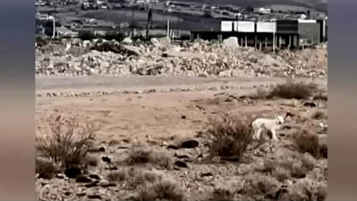 Ghost roaming in the wild Nevada desert just outside Inspirada, NV.