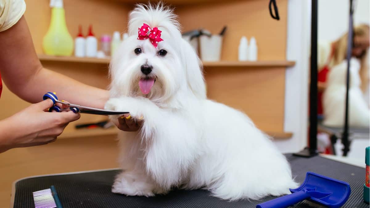 Small white dog getting hair and nails clipped.