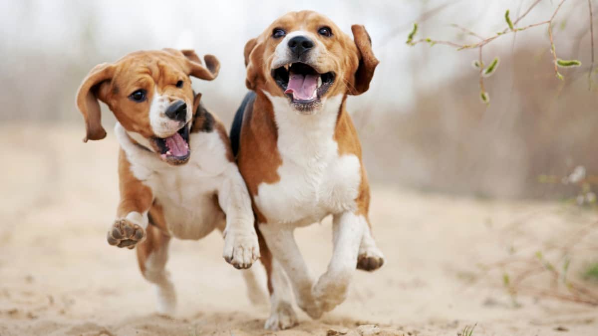 two beagles running and playing outside