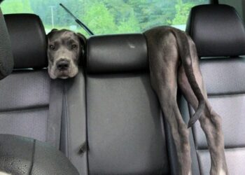 Barking Hilarious: Great Dane’s Back Seat Antics Take Over TikTok