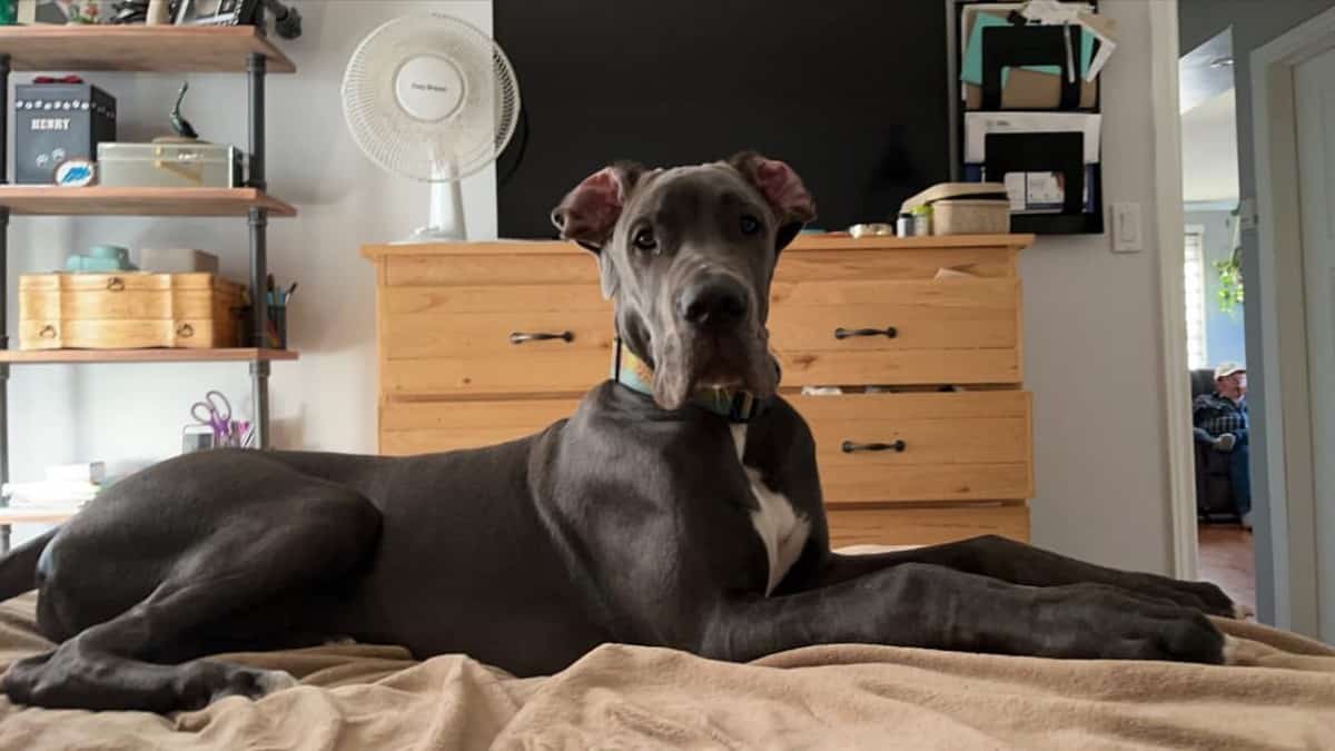 Howard the Great Dane lying across the bed