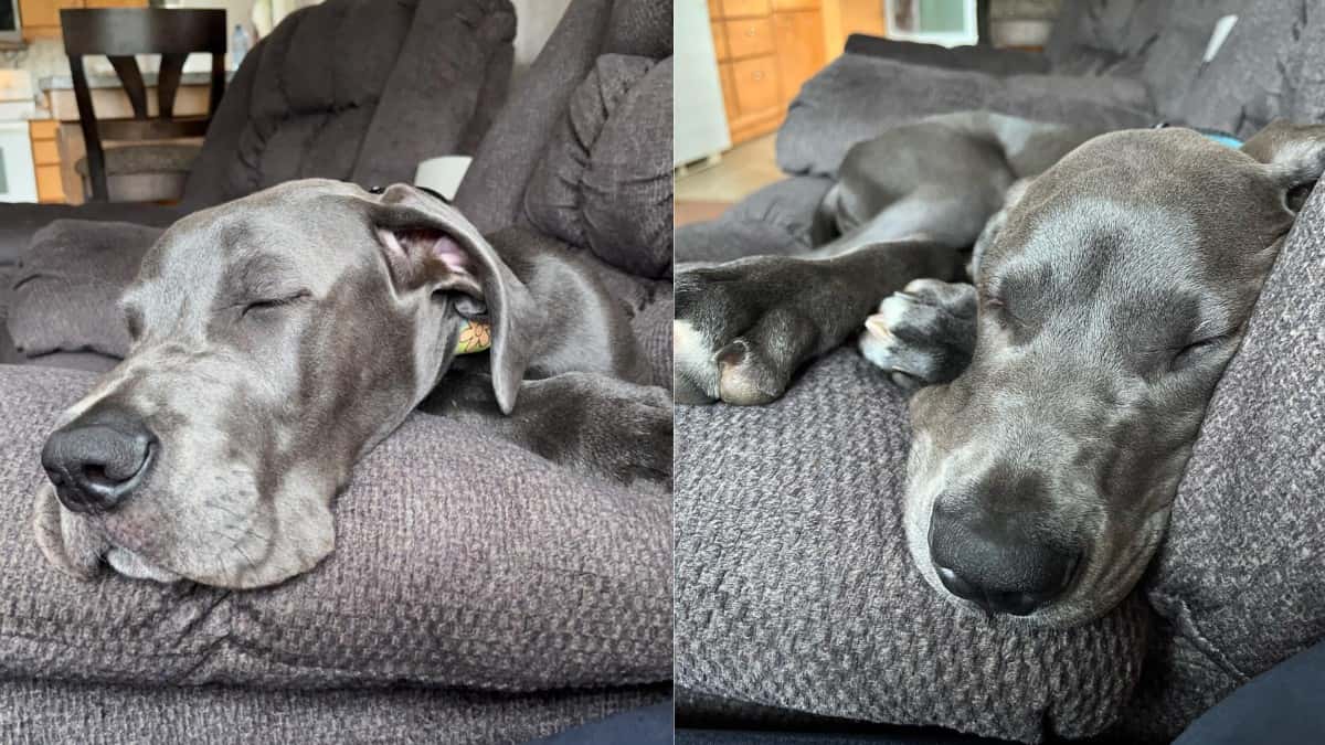 2 images of Howard the flexible Great Dane sleeping on the couch