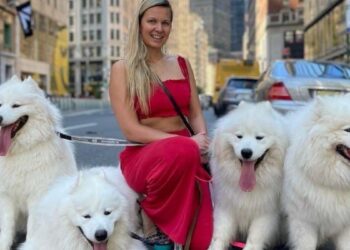 Oxana kneeling with all four Samoyed pups.