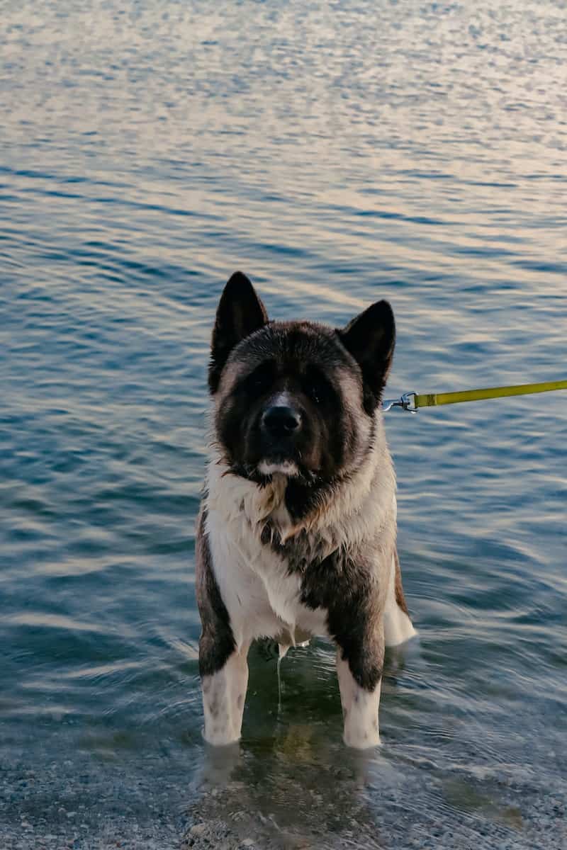 Photo of Dog on Body of Water