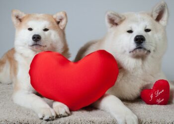 two Akitas with red heart pillows