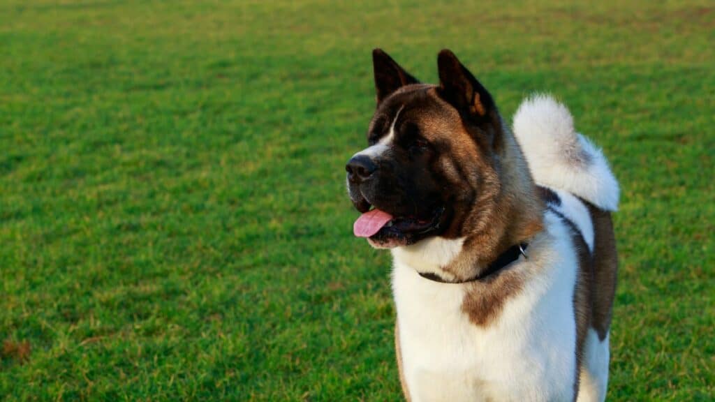 Adult male Akita standing in a green field