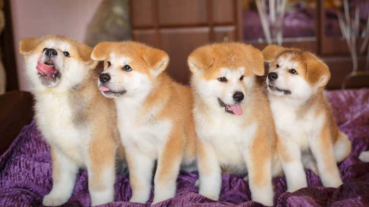 Four yellow and white Akita puppies