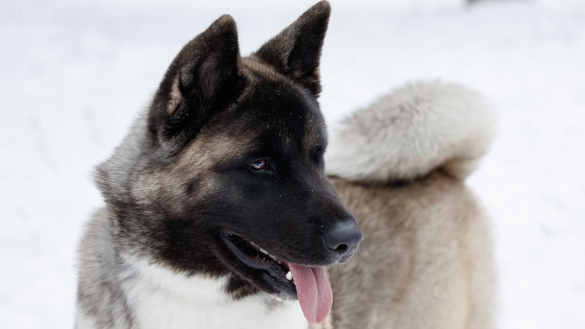 Large adult male Akita in the snow