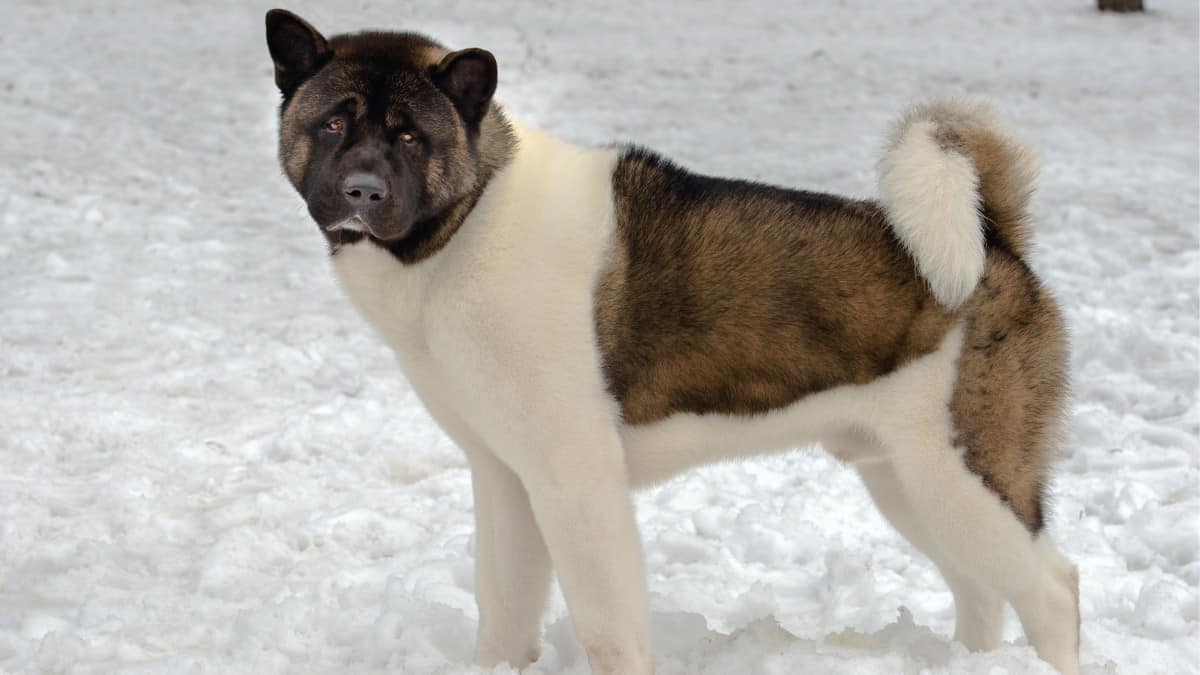 brown, black, and white Akita standing in the snow