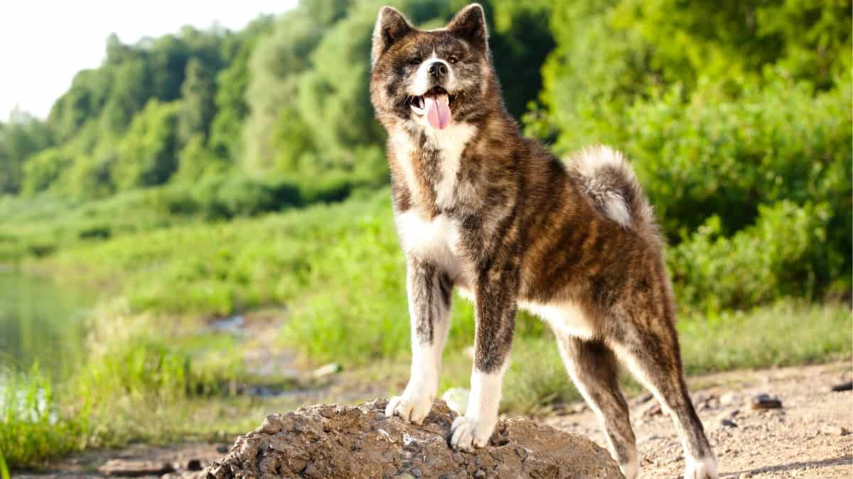 A brindle Akita standing with front paws on a rock