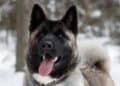 Dark faced Akita dog breed facing forward standing in snow