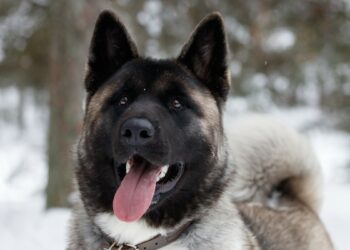Dark faced Akita dog breed facing forward standing in snow