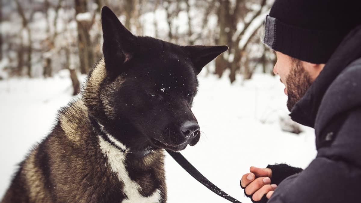 Dark colored Akita with man in the snow
