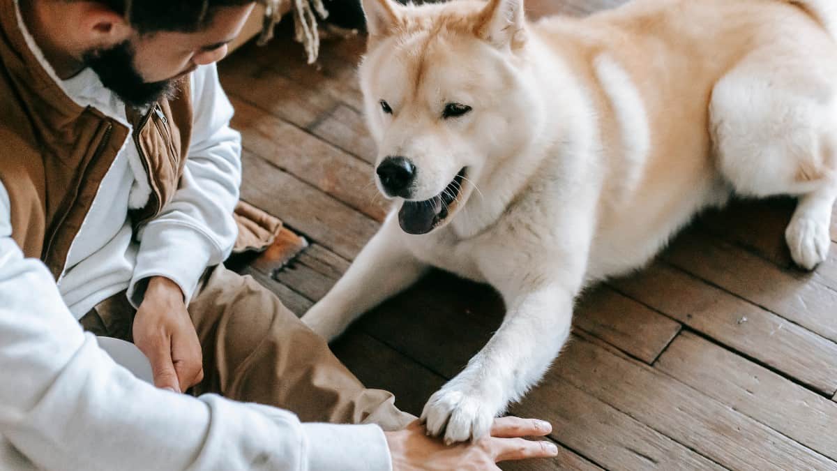 Akita lying down and holding paw on man's hand