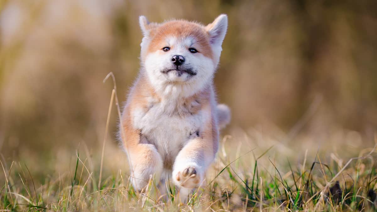 Akita puppy running in grass