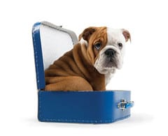 Bulldog puppy in a suitcase