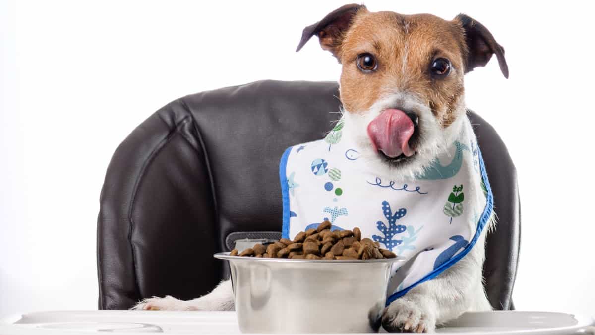 Small Terrier with bib ready to eat dog food