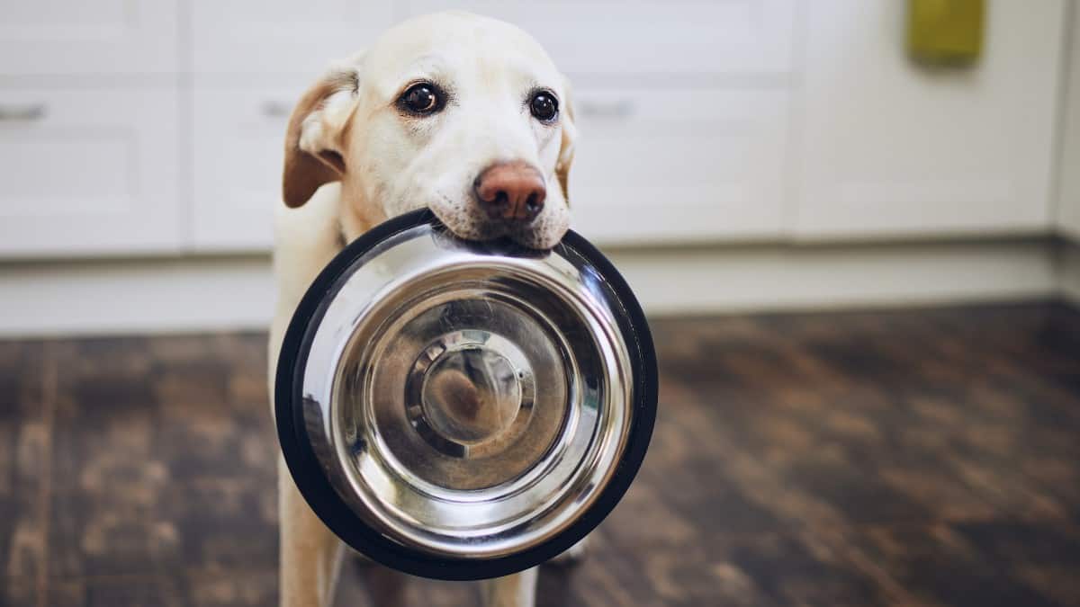 Yellow lab holding empty dog food bowl in his mouth