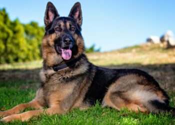 German Shepherd adult dog laying on grass