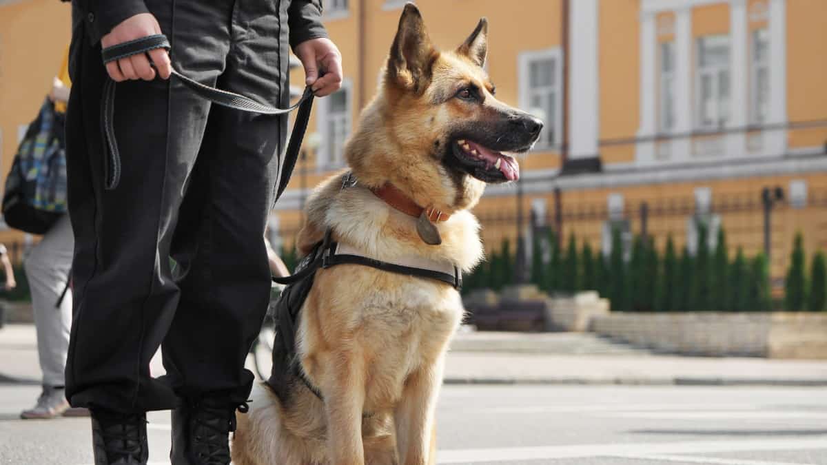German Shepherd on a leash next to an officer. They are used in police, military, and search & rescue roles.