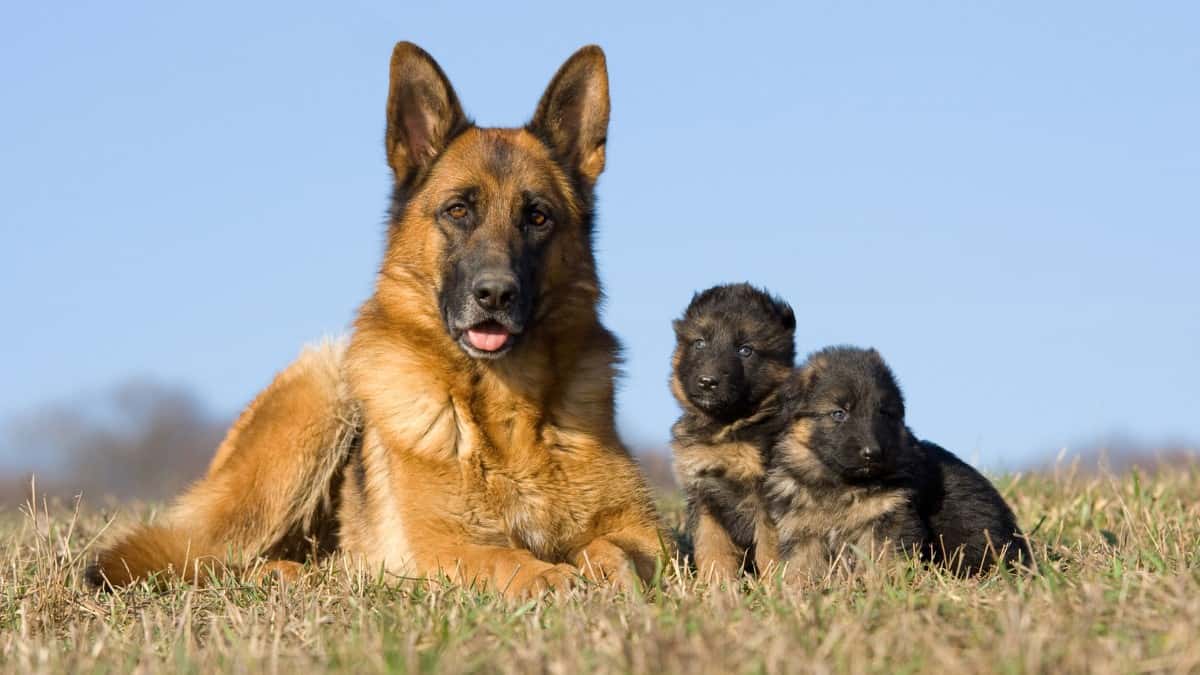 Adult German Shepherd laying next to two German Shepherd puppies