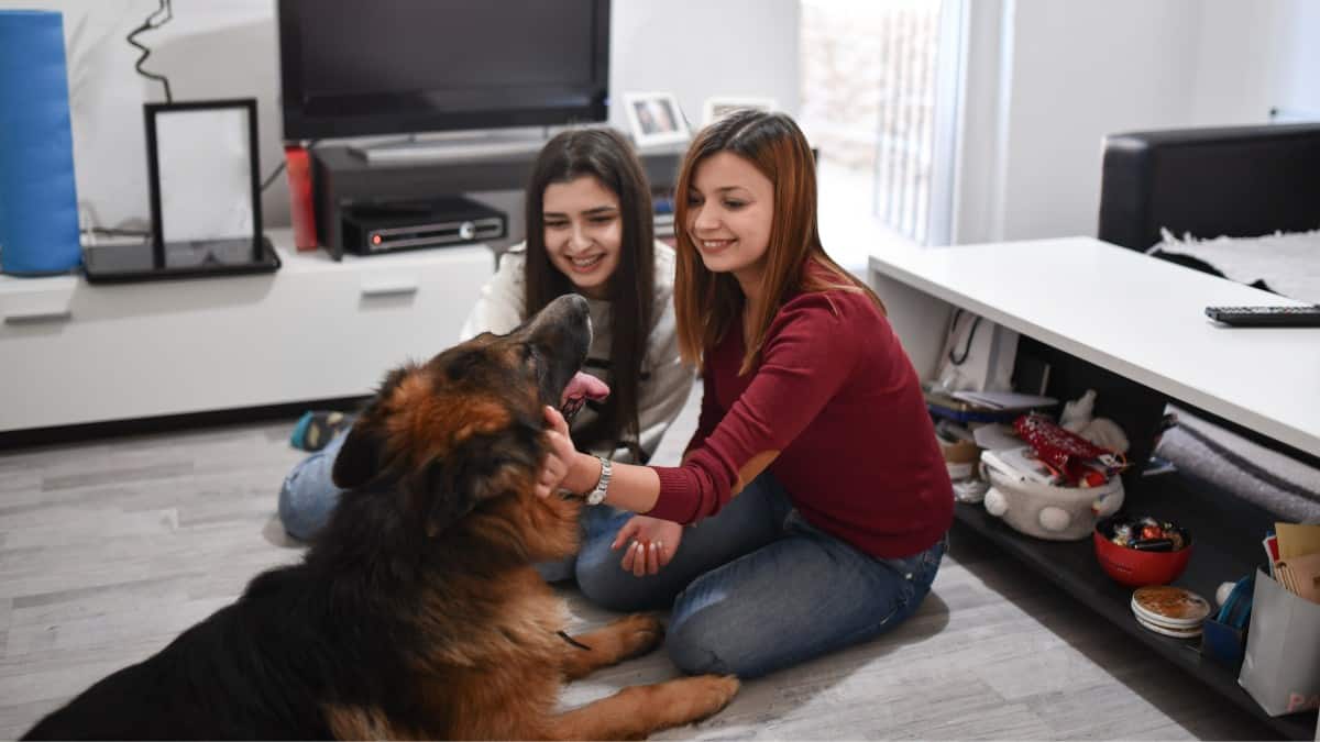 German Shepherd playing with two girls in his family