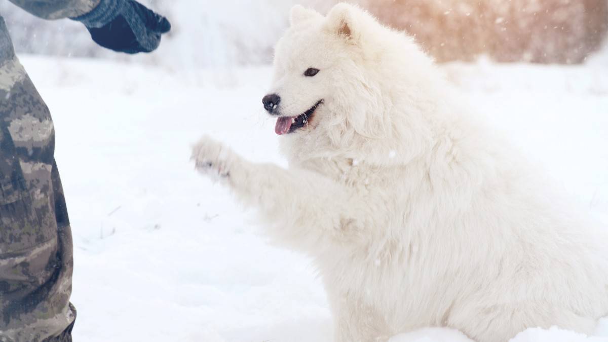 Samoyed playing with it's owner on an icy plain.
