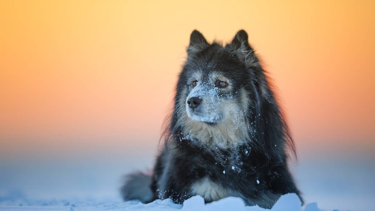 Finnish Lapphund lying in a snow-covered field.